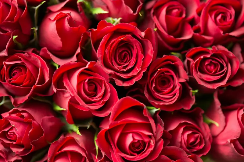 When Red Roses Meant Death: The Flower Industry's Greatest Marketing Victory